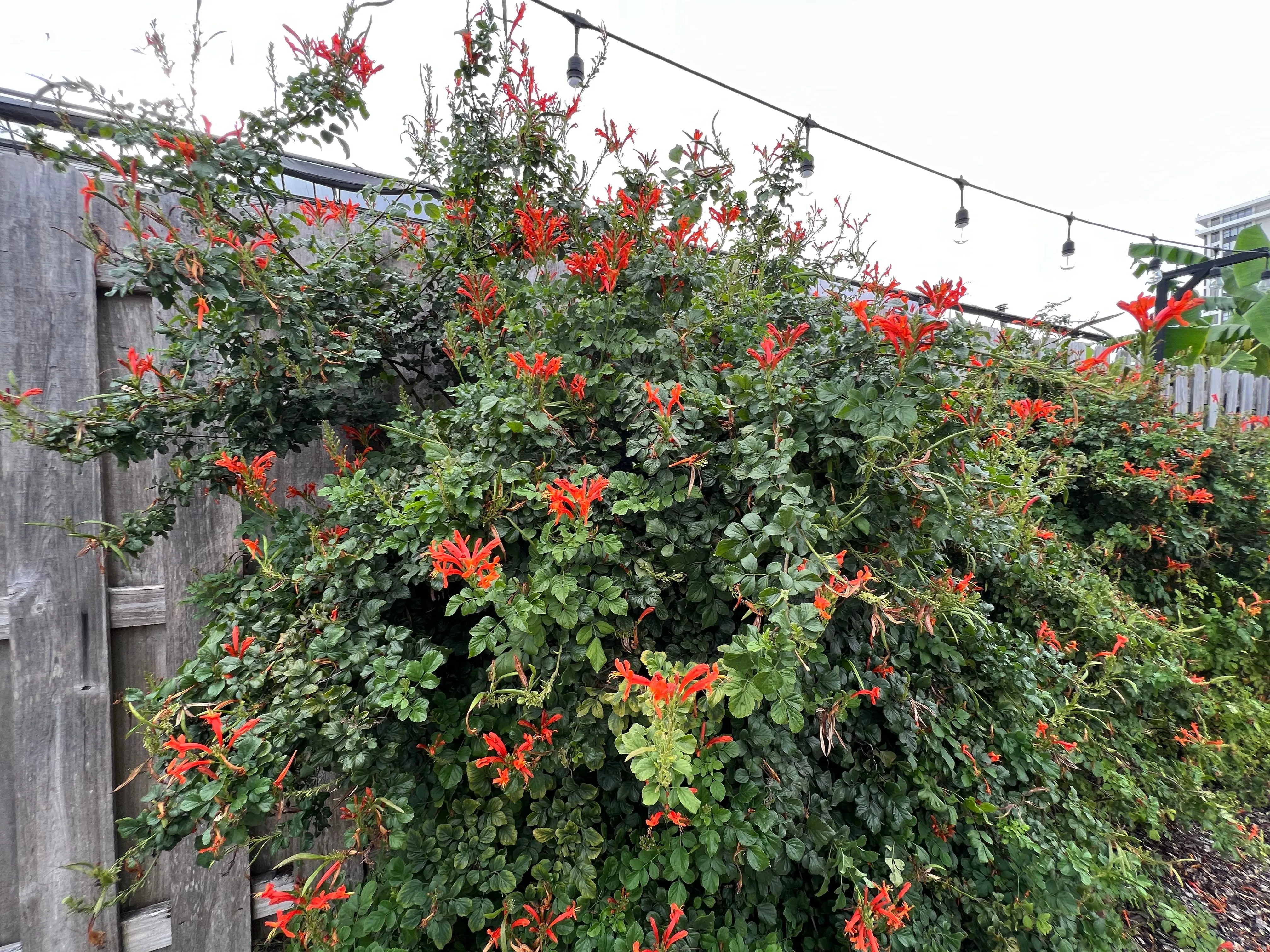 Cape Honeysuckle Tecoma capensis 20 Seeds  USA Company