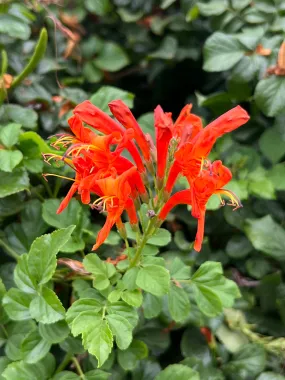 Cape Honeysuckle Tecoma capensis 20 Seeds  USA Company