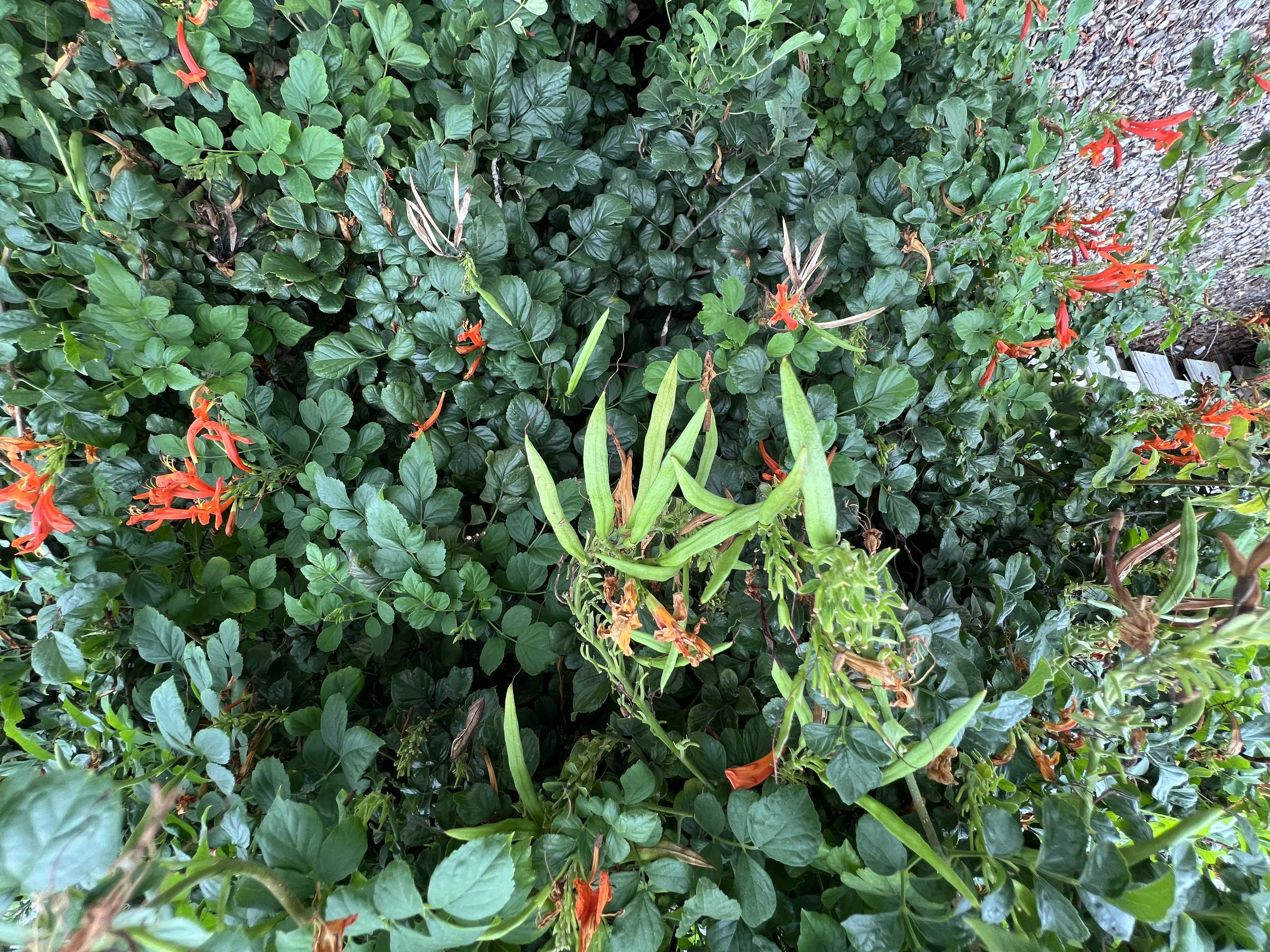 Cape Honeysuckle Tecoma capensis 20 Seeds  USA Company