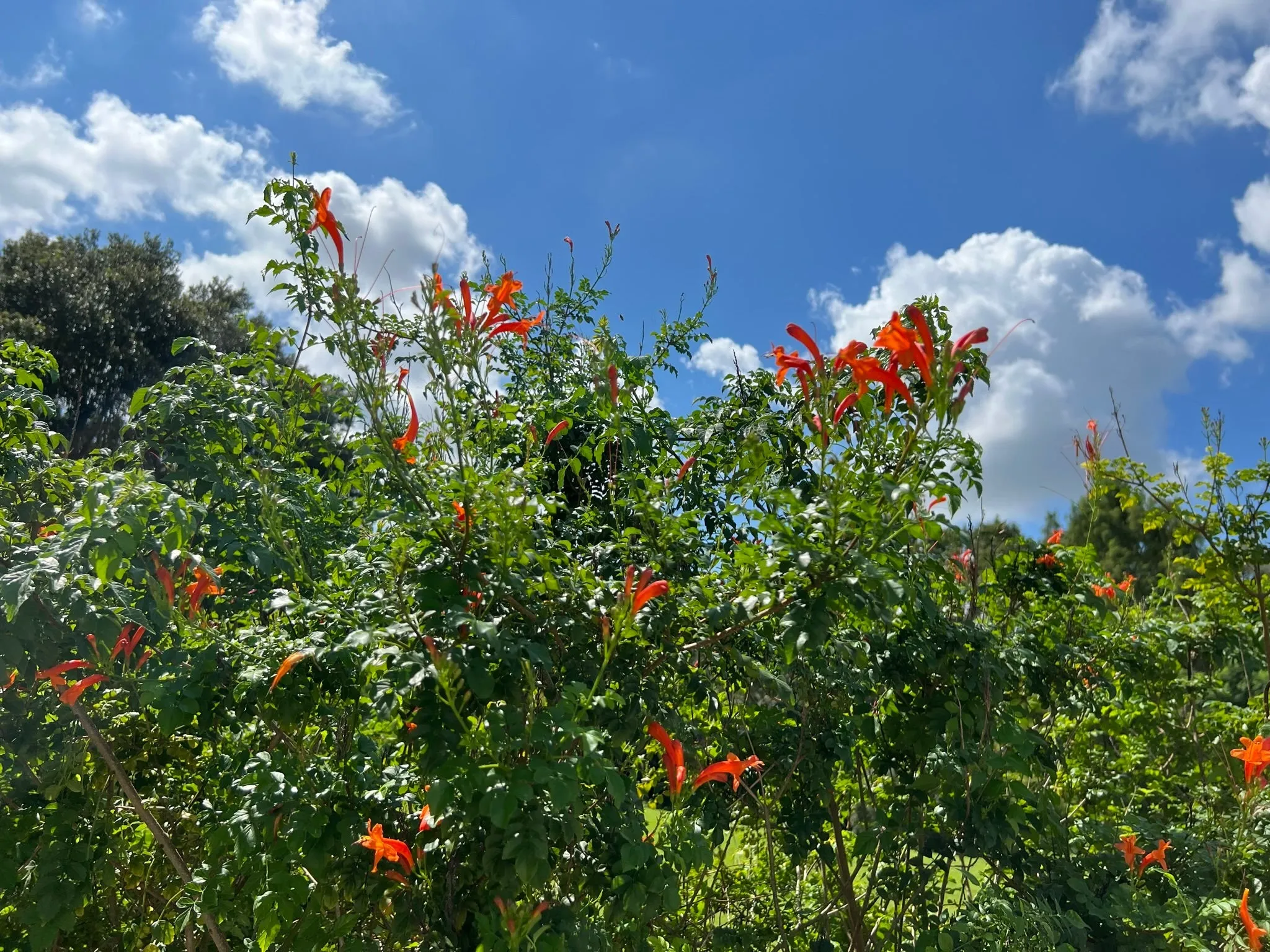 Cape Honeysuckle Tecoma capensis 20 Seeds  USA Company