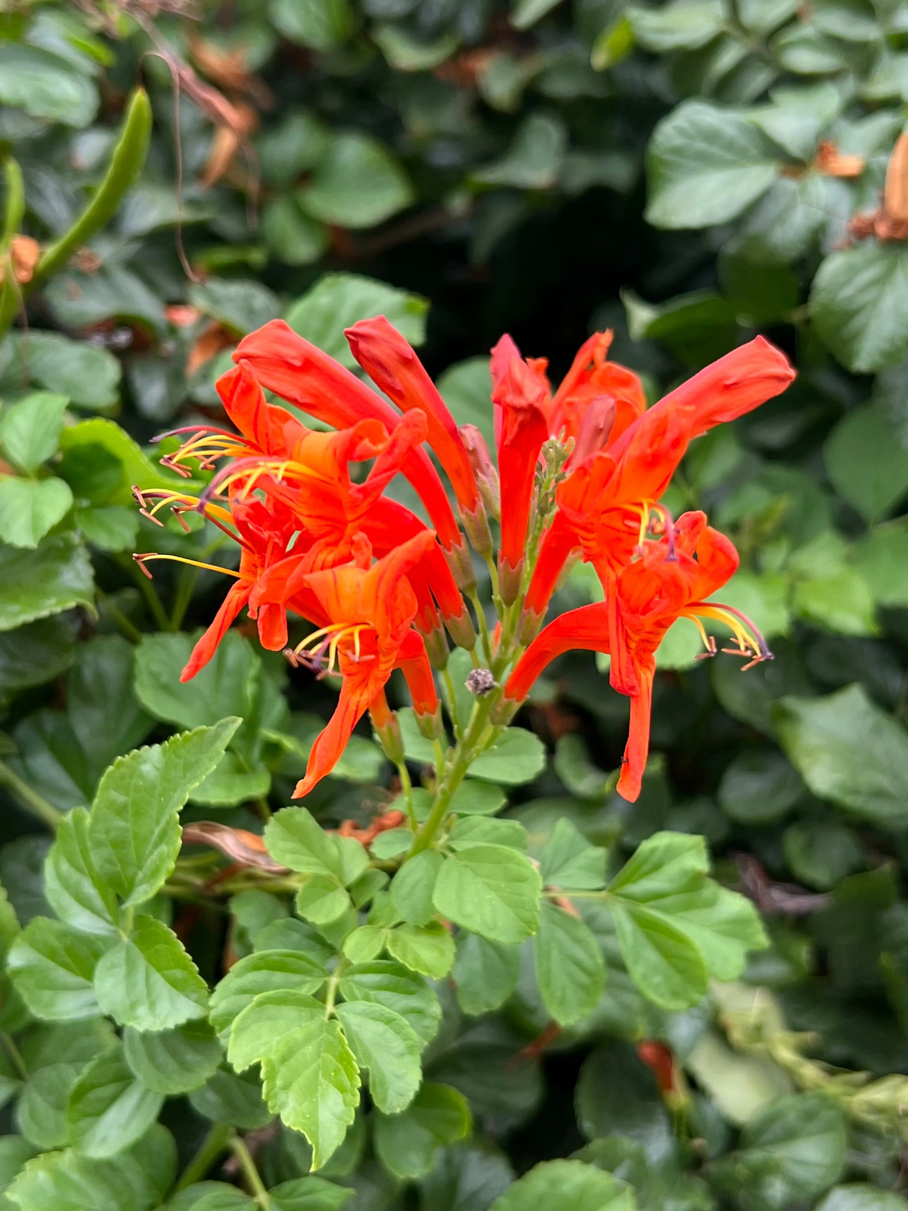 Cape Honeysuckle Tecoma capensis 20 Seeds  USA Company