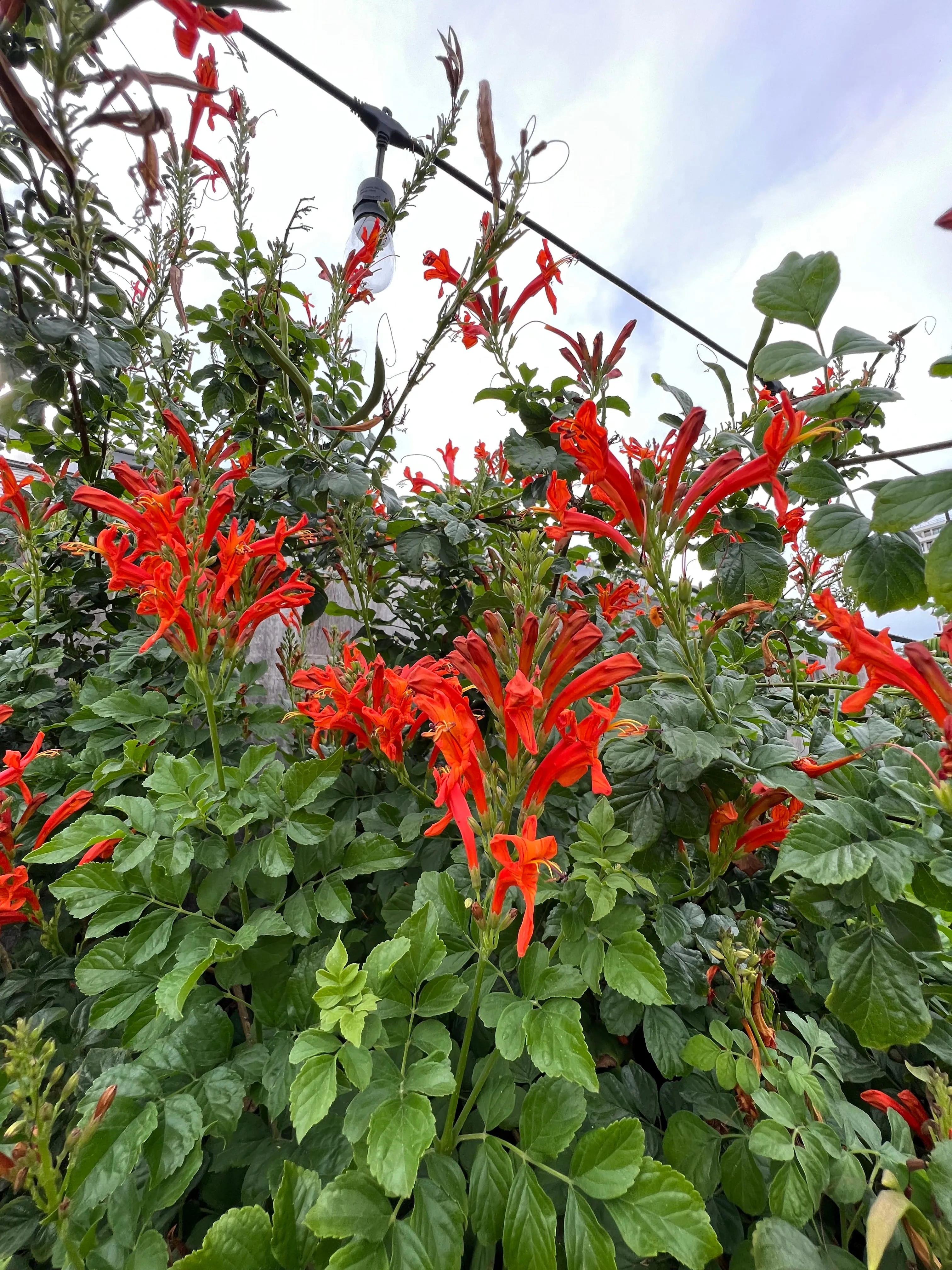 Cape Honeysuckle Tecoma capensis 20 Seeds  USA Company