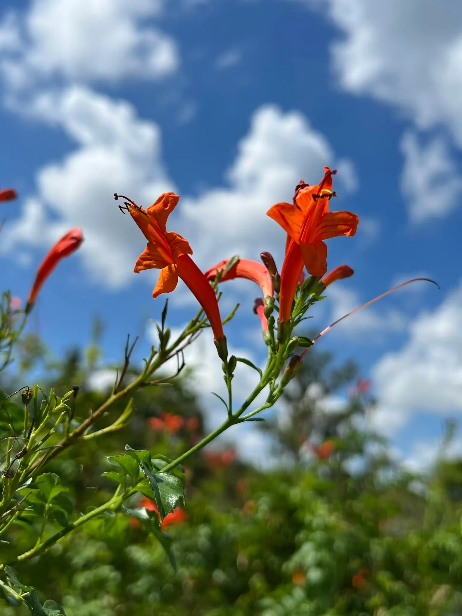 Cape Honeysuckle Tecoma capensis 20 Seeds  USA Company