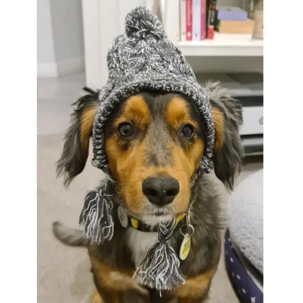 Knitted Dog Beanie - Grey