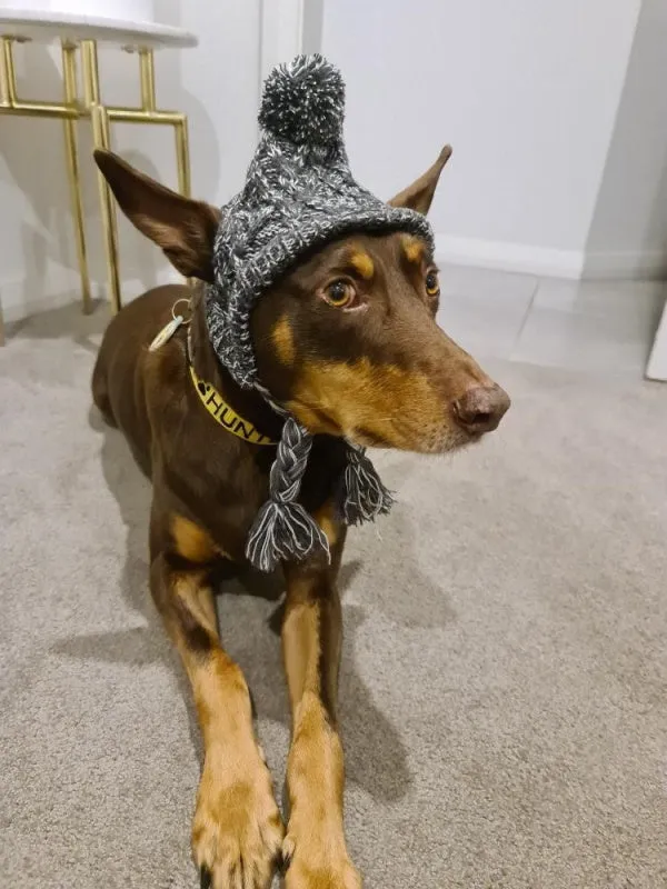 Knitted Dog Beanie - Grey